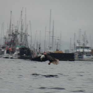 eagle in front of Thompson Marina Harbor, Sitka, Alaska