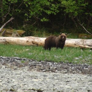 bear off Peril Strait