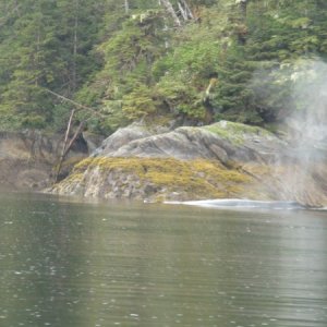 Whale rubbing on rock Takatz Bay