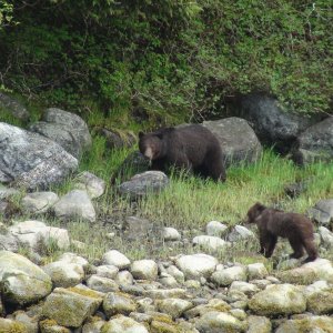 Sow & cub bear Takatz Bay