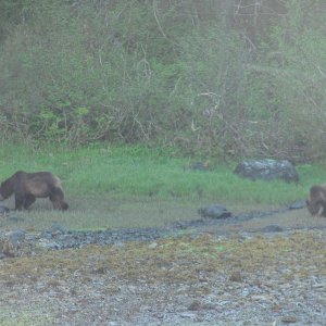 Bears by the boat in Red Bluff Bay where we were stern tied