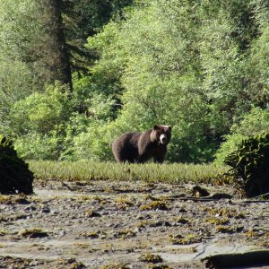 large bear along river, Red Bluff Bay
