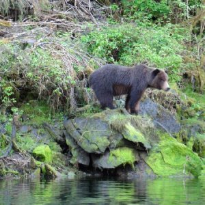 Red Bluff Bay bear
