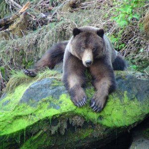 My what big paws you have