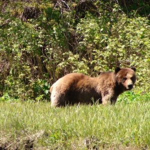 This large scar faced bear was directly across the river while I was taking the photos of the other darker bear