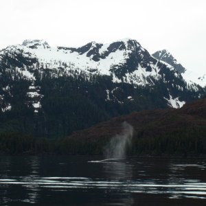 Whale in front of the Red Bluffs of the Red Bluff Bay entrance