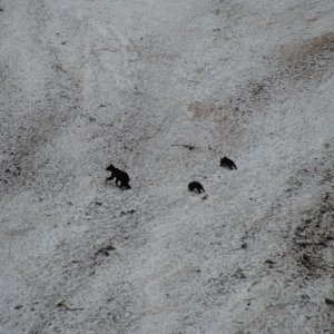 Mama & cubs crossing steep snow field on cliff face