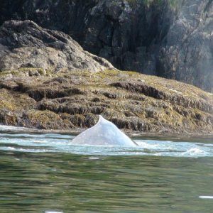 whale by the rocks outside Port Armstrong