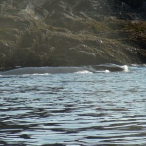 same whale by the rocks