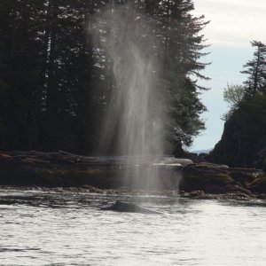 One more shot of the Port Armstrong whale