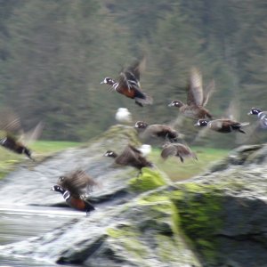 I disturbed them so now in flight