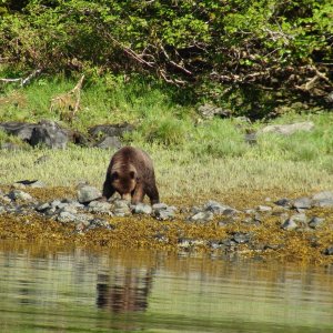 bear along boat while have morning coffee anchored in Red Bluff Bay in