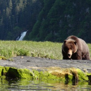 bear & waterfall closer