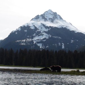 bear on tidal island with prominent Red Bluff Bay peak in background d