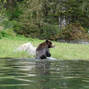 water bear turning into land bear