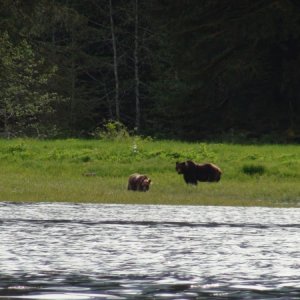 really big courting bear. This is the largest bear I've ever seen.