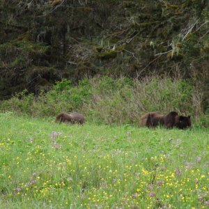 more of the big courting bear