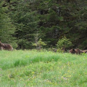 big bear was in his own zone, but female kept me from getting close shots.  The male is the biggist bear I've ever seen