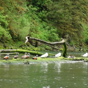 more birds Red Bluff Bay