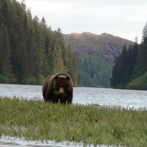 mouth full of sedge grass their favorite spring food.  Entrance to the inner bay of Red Bluff Bay in background