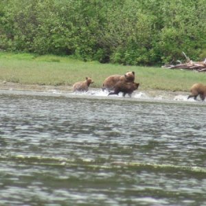 running to escape very large male bear after her cubs