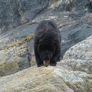 The only black bear we\'ve seen on the entire trip eating in the tidal zone on Tracy Arm