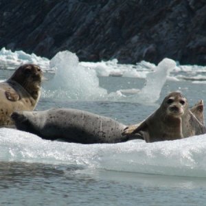 two on guard & one zonked out