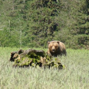 Grumble Bear Red Bluff Bay