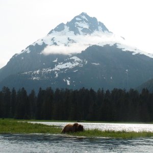 Swamp Bear Red Bluff Bay