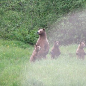 One of my best bear shots defaced by a rain drop