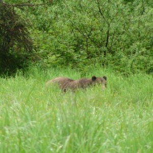 this tall of grass can conceal even a very big bear