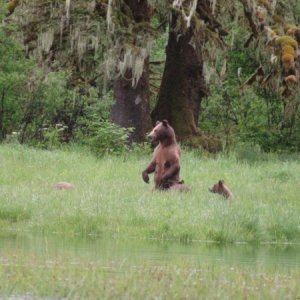 Big bear was coming her way