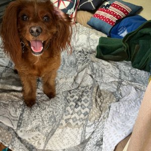 The pup Loves the new boat!