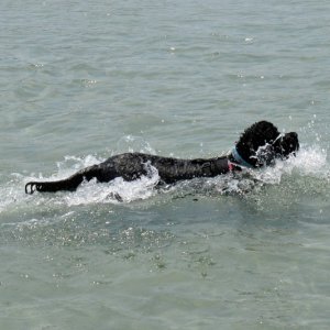 Our Portuguese Water Dog in her element