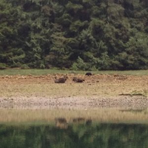 Bears in Sargeaunt Pass