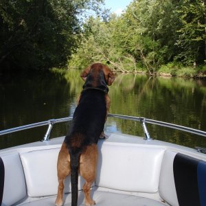 The Dog Boat.  Claws and Mahogany don't mix.