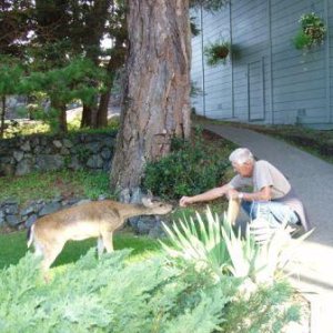 Petting the tame deer at Rosario, Orcas Island.