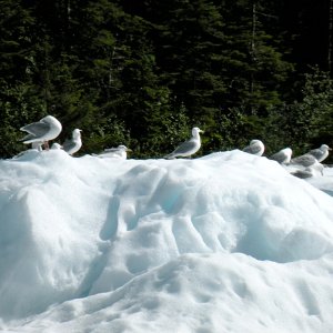 Gulls cooling off on a bergie bit
