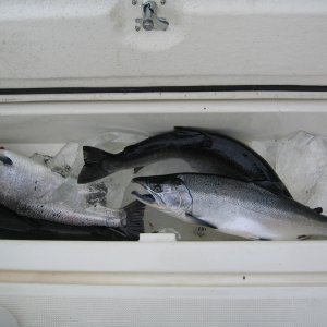 Silvers and glacier ice
