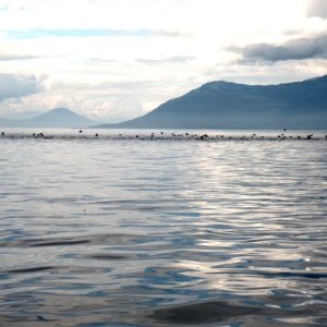 Flocks of birds along Admiralty Island