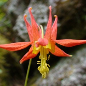 Awesome wildflowers.