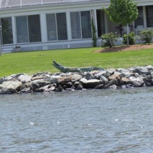 Knapps Narrows a short cut into the Little Choptank River and then up Broad Creek to the San Domingo Creek and we anchor up for the night just outside of St. Michaels and dinghy into town for dinner.Oh yeah the fake gator on the front lawn