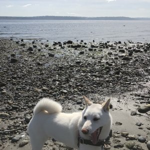 Second trip on with new boat - Blake Island May ?19. Yuki didn?t see the raccoon. Can you?