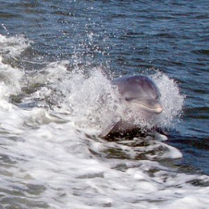 Yep, more dolphin play