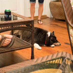 Sheltie/Border Collie mix takes it all in...