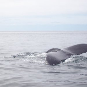 Fluke