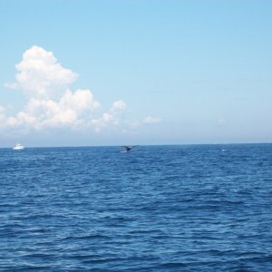 Whale 2
