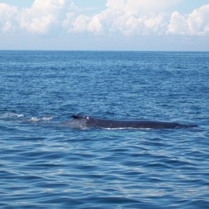 Whale 4