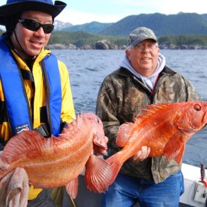 a couple of nice yellow eye