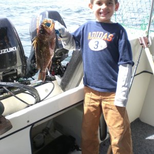 Alden's quillback rockfish